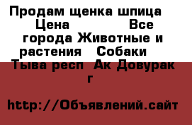 Продам щенка шпица.  › Цена ­ 15 000 - Все города Животные и растения » Собаки   . Тыва респ.,Ак-Довурак г.